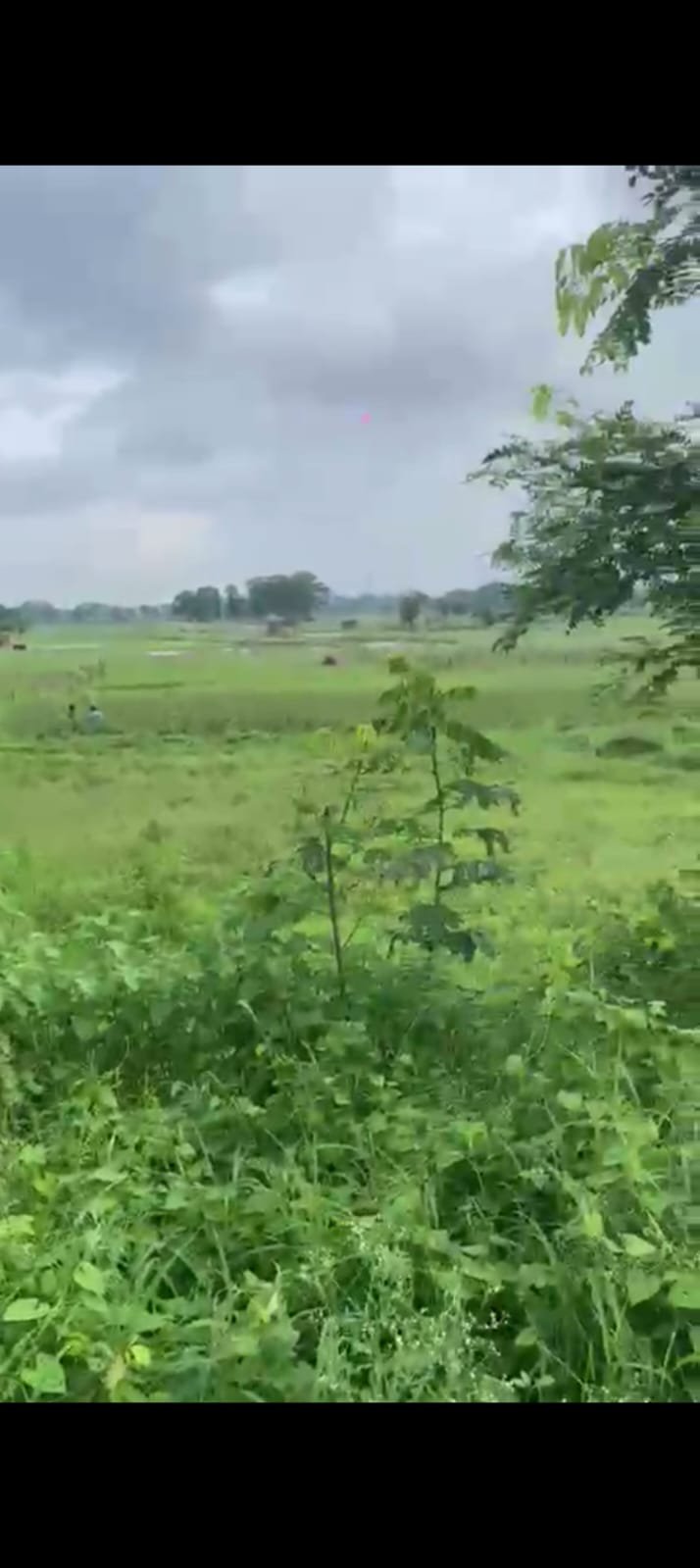 PLOT IN THAKUR GAON