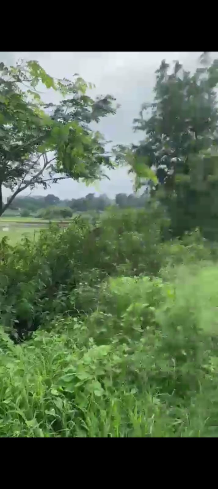 PLOT IN THAKUR GAON